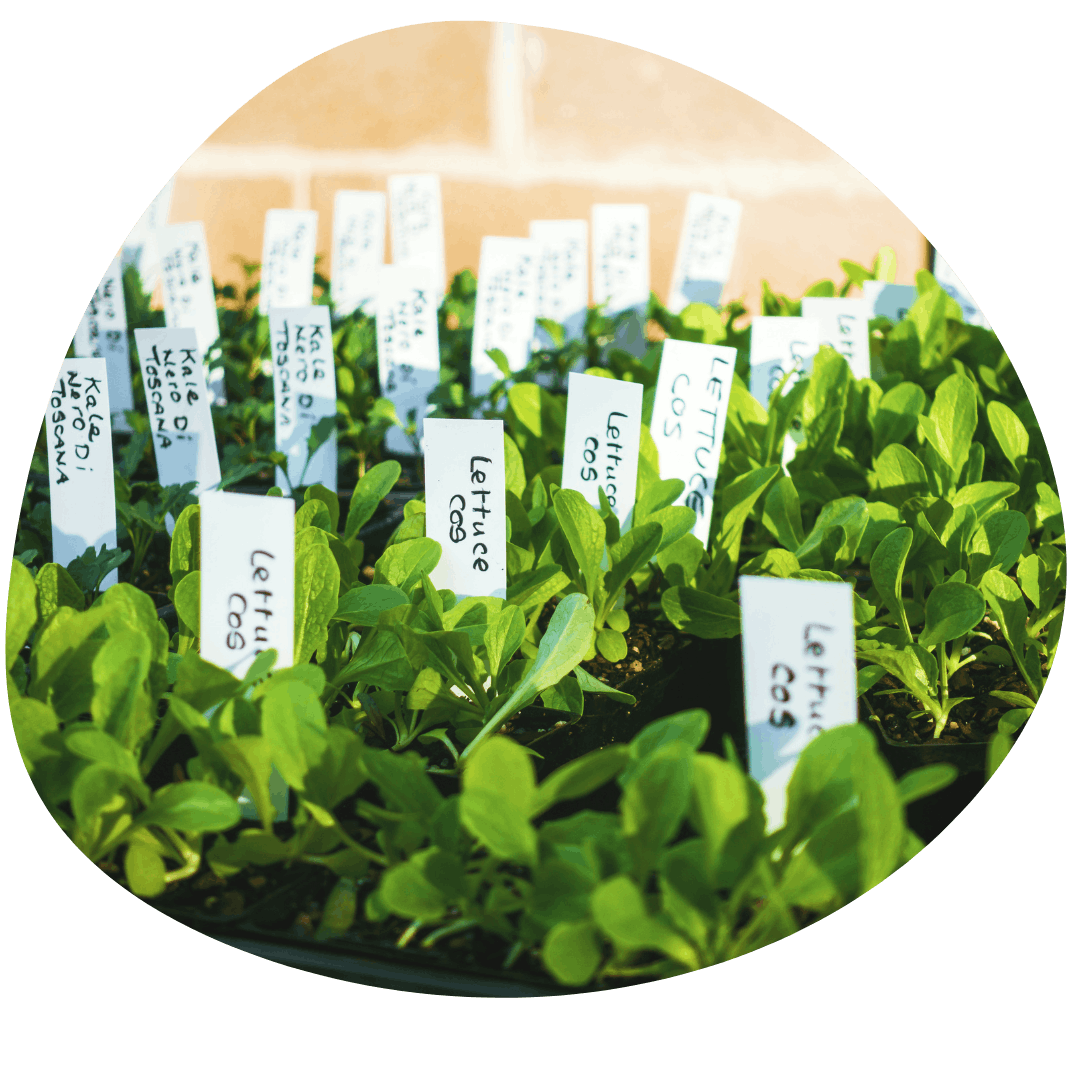 Lettuce seedlings in soil